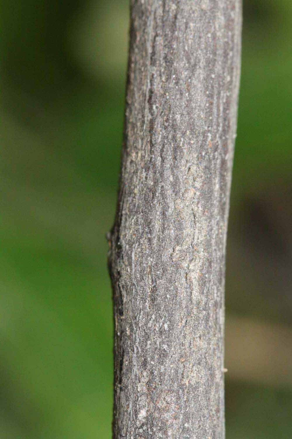              Second - third year twig (Riverside, CA)       